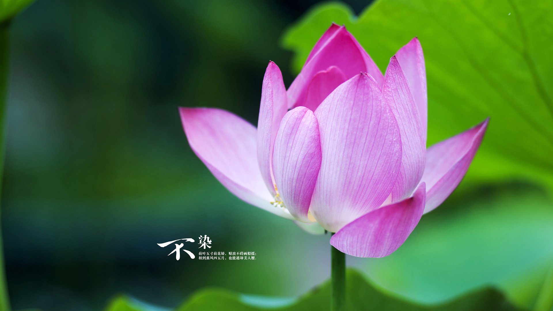 AYX体育官网-2022年季后赛：库里在第三节一人投中五个三分，瞬间锁定胜局，库里本赛季投进了多少三分