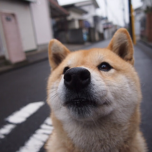 中国女篮合理利用暂停调整战术，中国女篮形势
