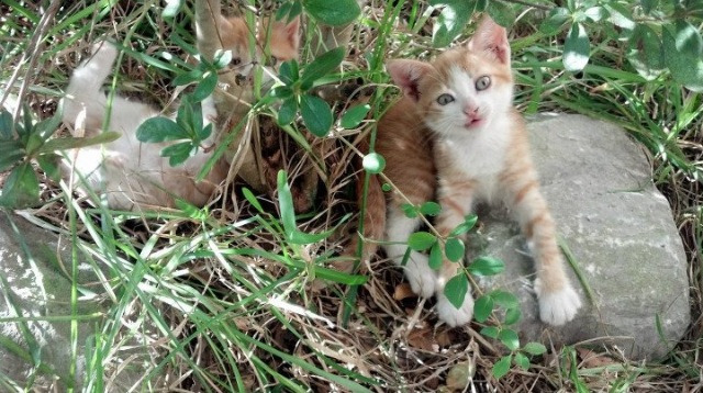 AIYOUXI.COM-凯瑟琳·伯科夫技术细腻动作流畅，凯瑟琳波克瓦克报道