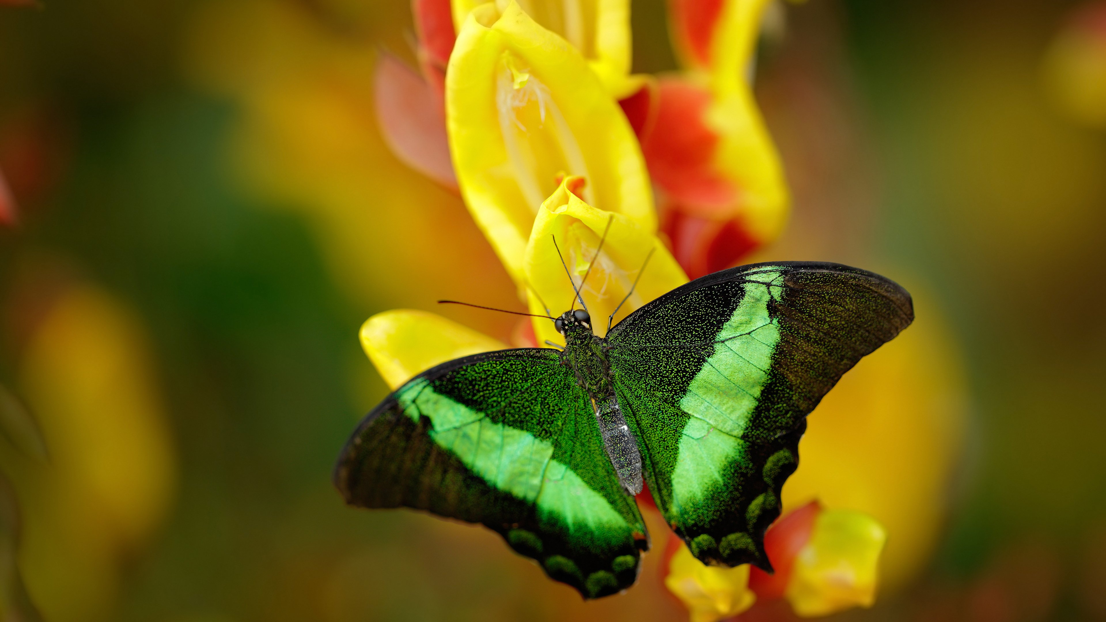 叶夫根尼娅·奇库诺娃冲线瞬间点燃赛场，叶夫根尼·奇吉舍夫