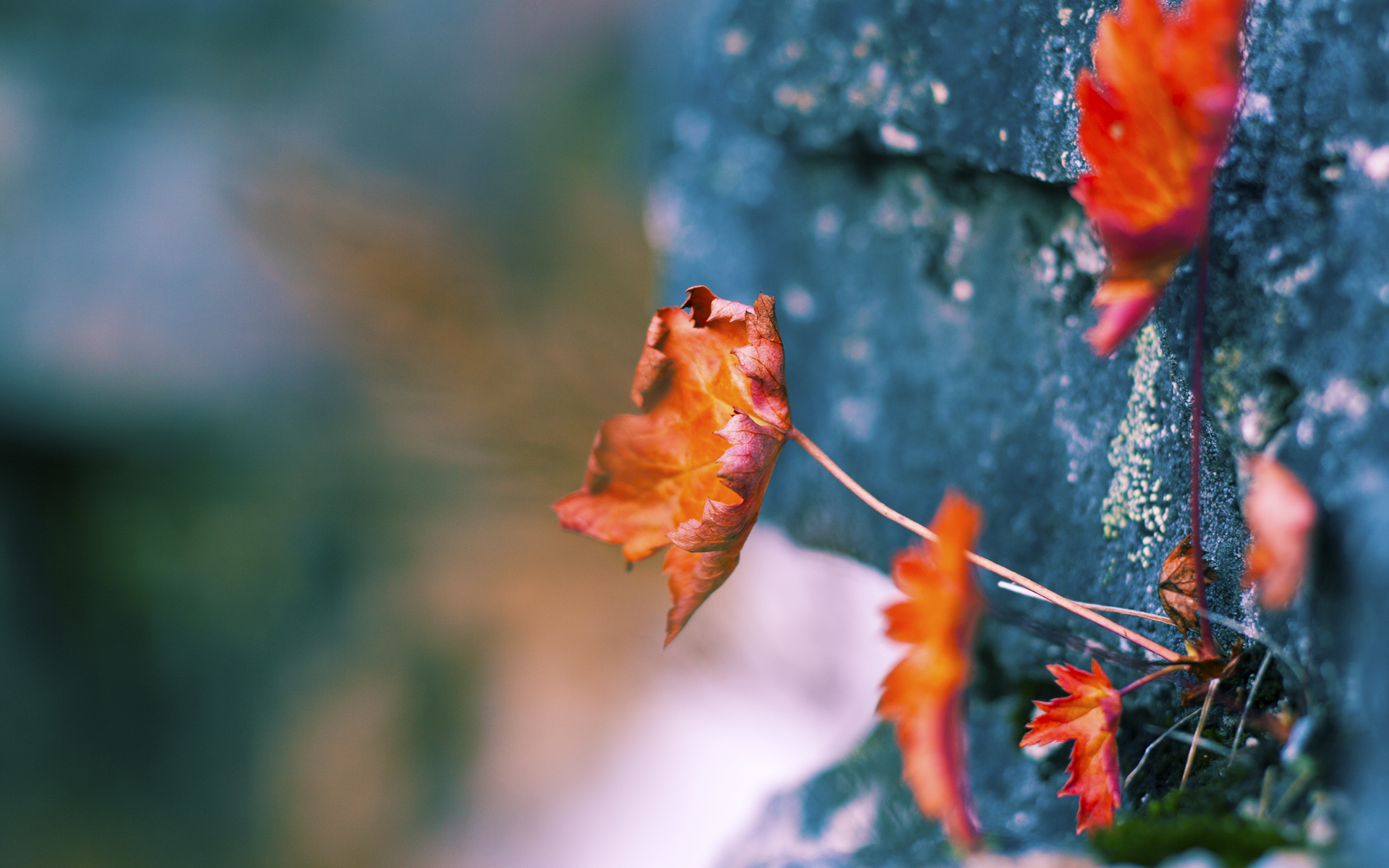 国际足球赛事线上直播突破，互动体验更丰富，国际足球赛场节目