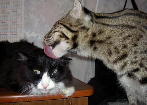 爱游戏中国官方登录入口网站-奋战200米 李冰洁诠释竞技精神，李冰洁800自夺冠