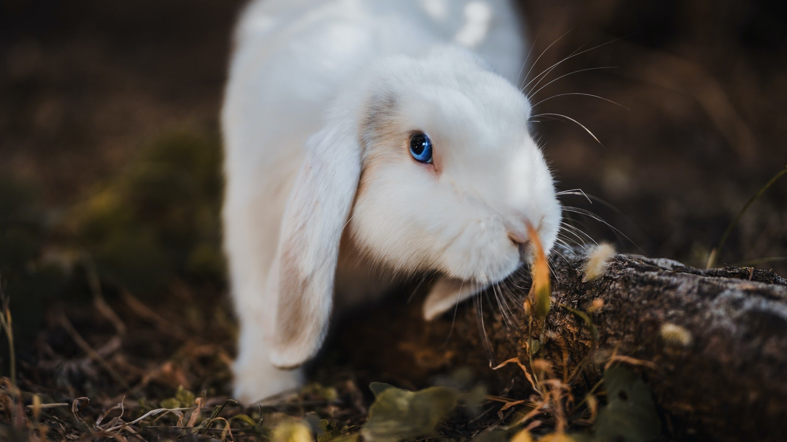爱游戏官方-女子国家队通过短期专题营提升专项技能效果，国家队女子短跑