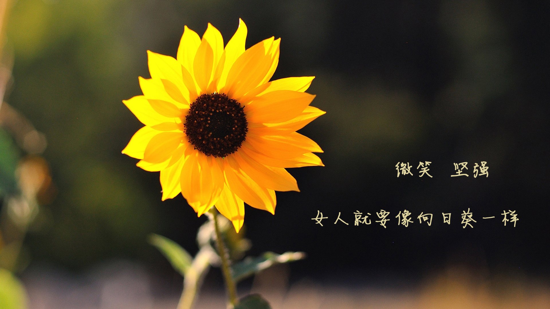 爱游戏体育-希腊女篮在欧洲锦标赛中再夺金牌，荣耀不断传承，希腊女子篮球超级联赛ds