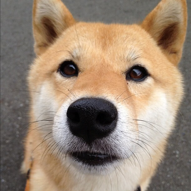 爱游戏官方-美洲杯惊天逆转：佳绩永载史册！，美洲杯经典比赛