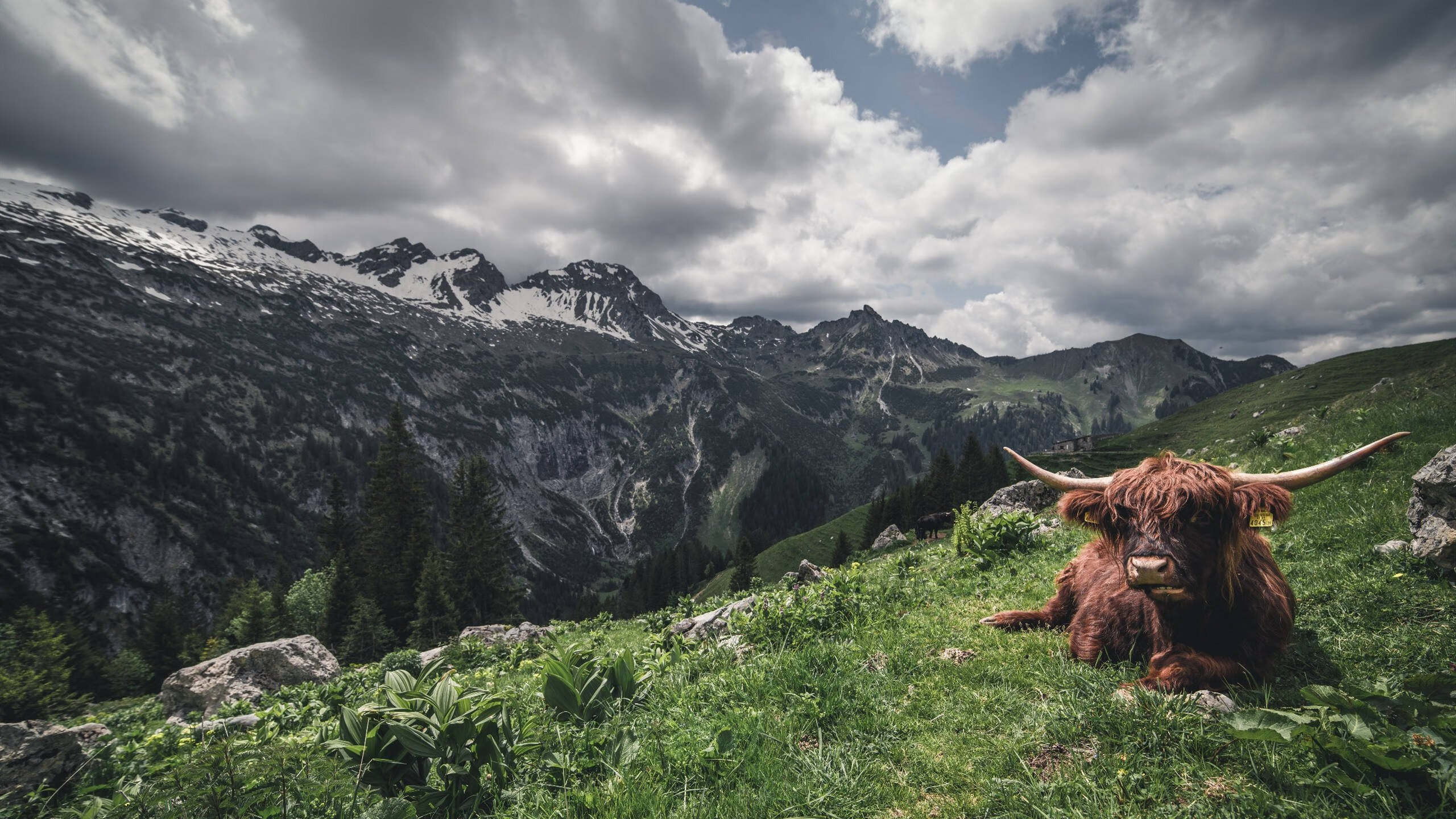 莱德基耐力与速度兼备称霸赛场，莱德基有多强