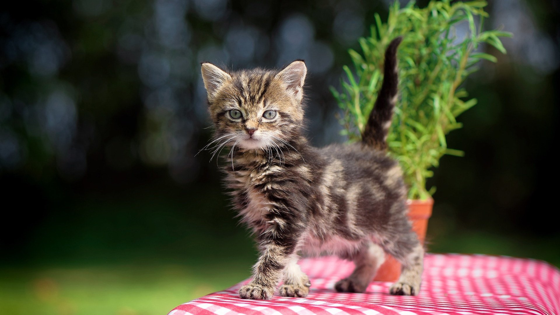 爱游戏官方网站-詹姆斯客串解说比赛妙语连珠，詹姆斯客串解说比赛妙语连珠的是谁